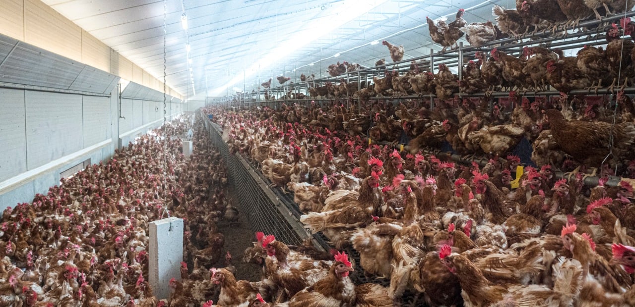 The Dirty Truth About "Pasture-Raised" Eggs