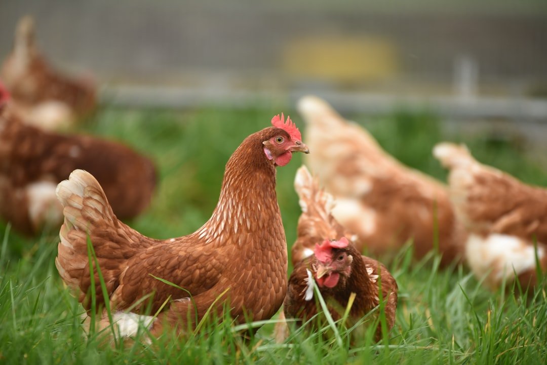 The Benefits of Pasture Raised Eggs Compared to Conventionally Raised Eggs