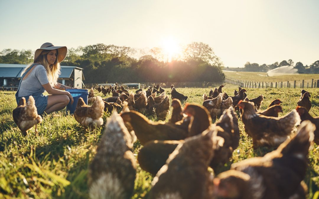 Why Sunnyside Egg Co. Has the Best Pasture-Raised Eggs in Nashville, TN